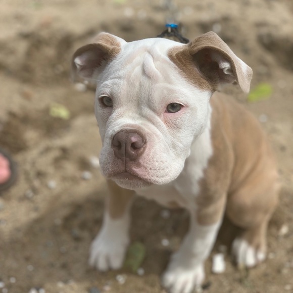 Meet your Posher, Becca - Picture 1 of 1